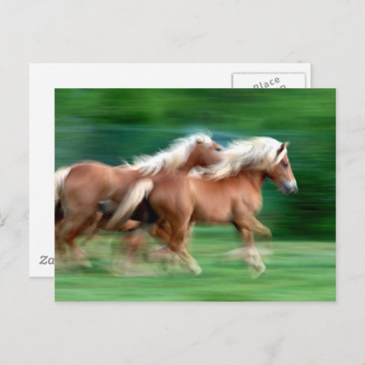 Course Palomino Horses Carte postale (Devant / Derrière)