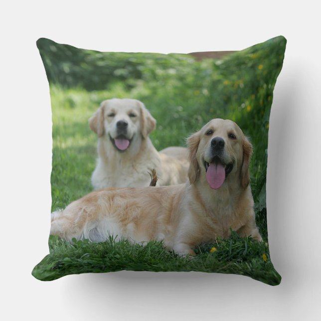 Coussin 2 chiens d'arrêt d'or s'étendant dans l'herbe (Recto)