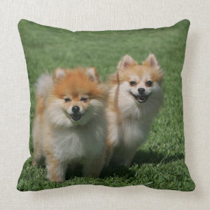 Coussin 2 Pomeranians regardant l'appareil-photo