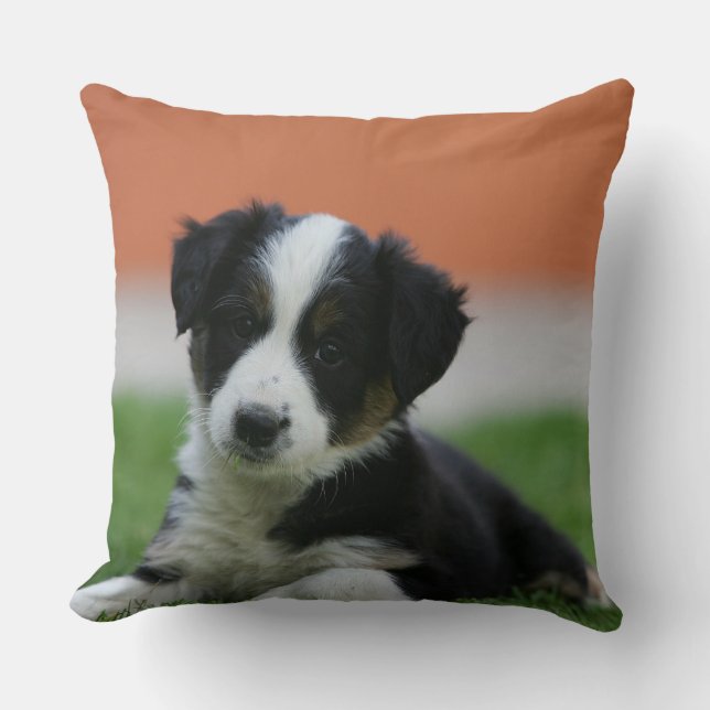 Coussin 6 semaine vieux border collie (Recto)