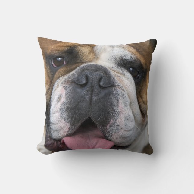 Coussin A English bulldog en Belgique. (Recto)