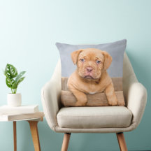 Adorable Dogue de Bordeaux chiot, Jeter l'oreiller