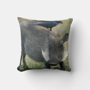 Coussin Afrique du Sud, Pilanesburg GR, Phacochère