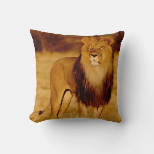 Coussin Afrique, Namibie, Okonjima. Lion mâle solitaire