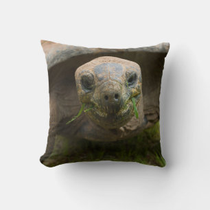 Coussin Alimentation Aldabra Tortoise