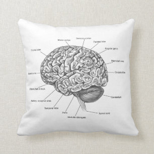 Coussin Anatomie du cerveau