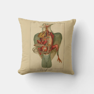 Coussin Anatomie d'un pigeon