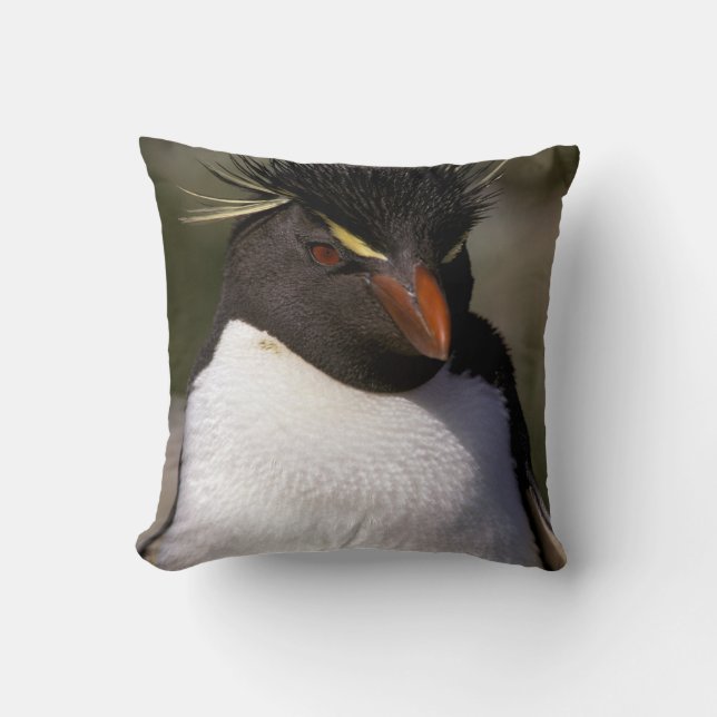 Coussin Antarctique, îles subantarctiques, Sud 5 (Recto)