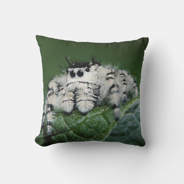 Coussin Araignée sauteuse Metaphid (Recto)