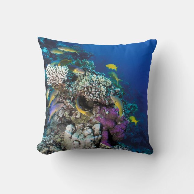 Coussin Around Small Coral (Recto)