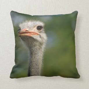Coussin Autruche