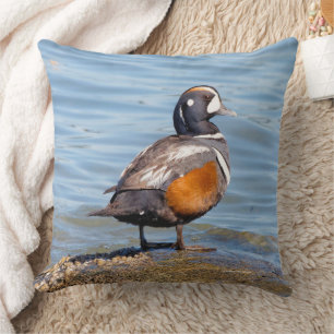 Coussin Beau canard arlequin sur la plage