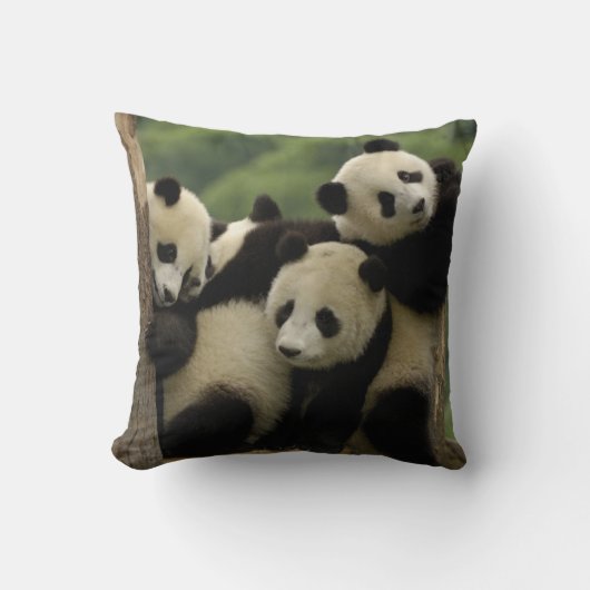 Coussin Bébés panda géant Ailuropoda melanoleuca) (Recto)