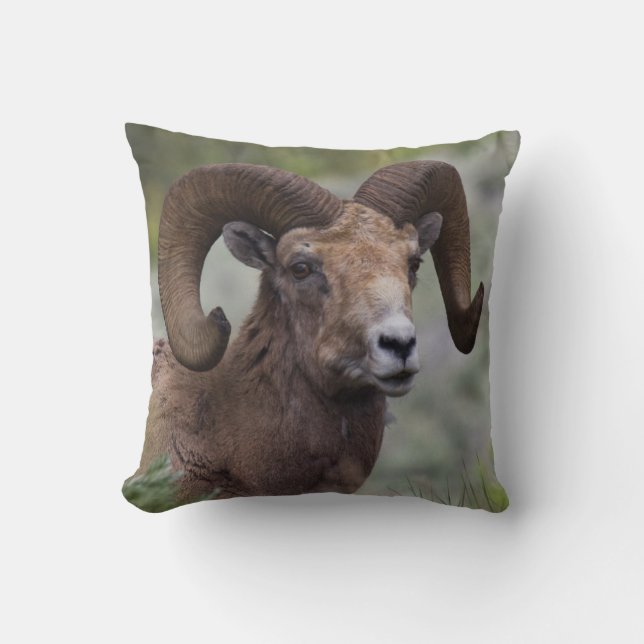 Coussin Bélier de mouton bighorn des montagnes Rocheuses (Recto)