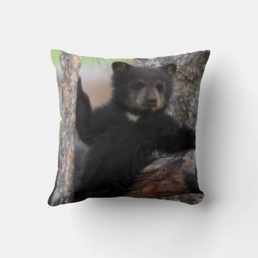 Coussin Black Bears Cub Lounge (Verso)