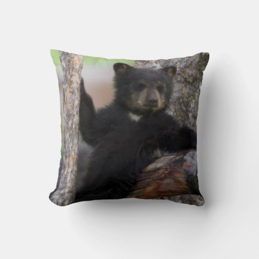 Coussin Black Bears Cub Lounge (Recto)