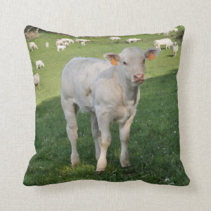 Coussin blanc de photo de veau du charolais
