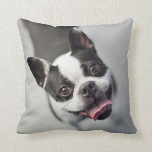 Coussin Bouledogue français des images de Getty