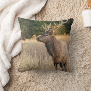 Coussin Bull Roosevelt Elk dans l'herbe   État de Washingt