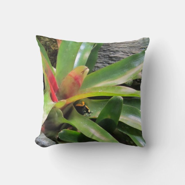 Coussin Cachage de grenouille en Plante (Recto)