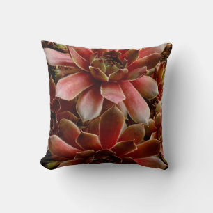 Coussin Canada, . Plante grasse
