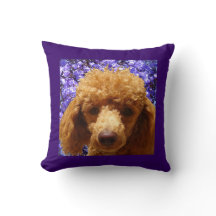 Caniche mignon