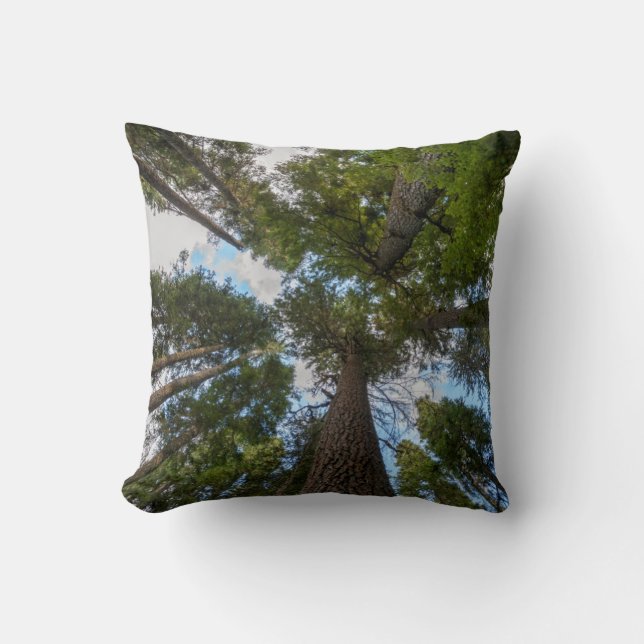 Coussin canopée de sapin de Douglas (Recto)
