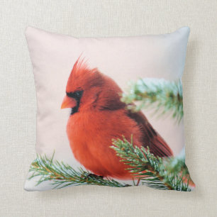 Coussin Cardinal dans le sapin épousseté par neige
