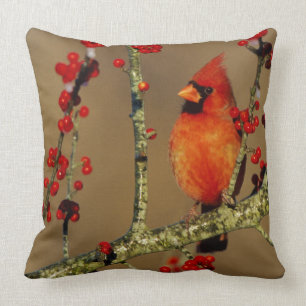 Coussin Cardinal du Nord perché, IL
