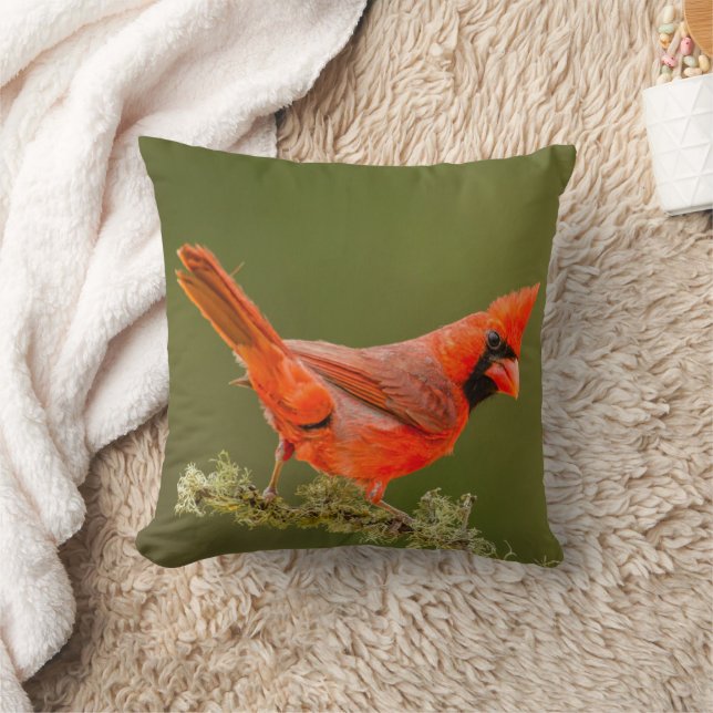 Coussin Cardinal mâle sur une branche (Couverture)