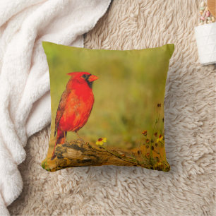 Coussin Cardinal masculin sur le journal