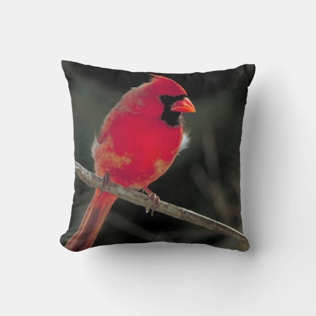 Coussin Cardinal rouge perché sur une branche d'arbre (Recto)
