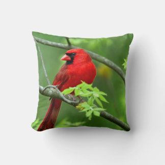 Coussin Cardinaux rouges sur l'arbre