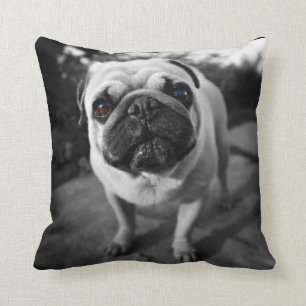 Coussin Carlin beau