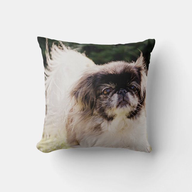 Coussin Carreau de Pekingese (Recto)