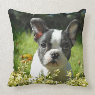 Coussin Carreau mignon de chiot de bouledogue français