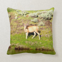Cerfs communs gentils de mâle en photo de velours