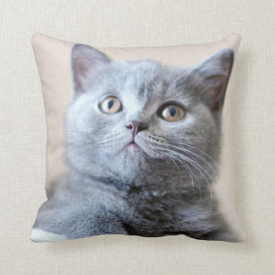 Coussin Chat britannique gris de Shorthair