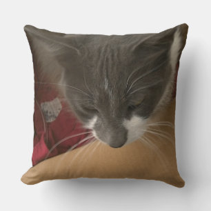 Coussin Chat dans la boîte