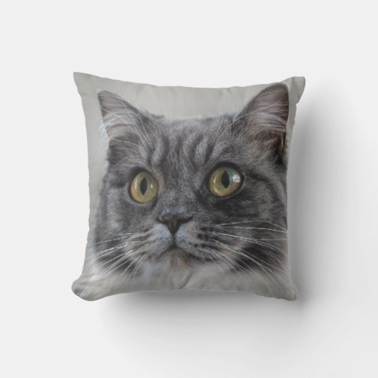 Coussin Chat gris surpris, une race distinctive (Recto)