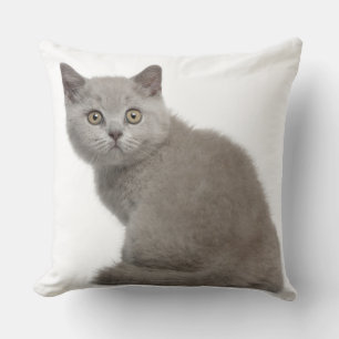 Coussin Chaton britannique de Shorthair (10 semaines de)