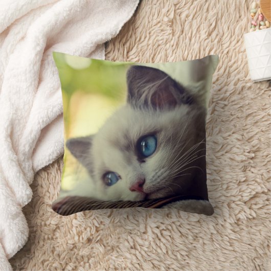 Coussin Chaton de Ragdoll (Couverture)