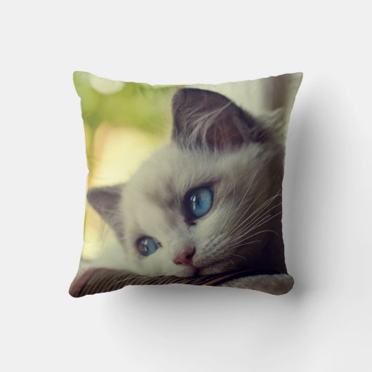 Coussin Chaton de Ragdoll (Verso)