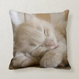 Coussin Chaton de sommeil