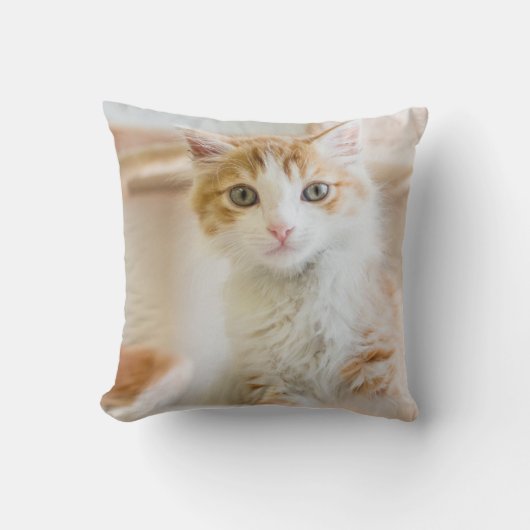 Coussin Chaton orange et blanc (Recto)