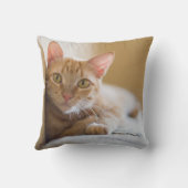Coussin Chaton se trouvant sur le divan (Verso)