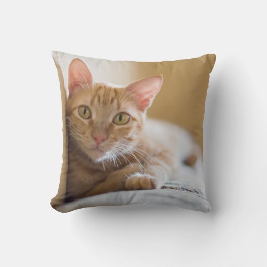 Coussin Chaton se trouvant sur le divan (Recto)