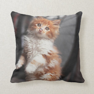 Coussin Chaton tigré orange
