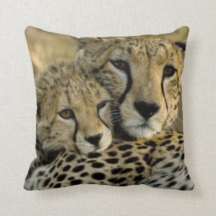 Coussin Cheetah, Acinonyx jubatus, avec petit dans le Masa