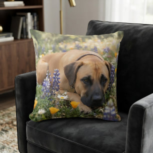 Coussin Chien Black Mouth Cur